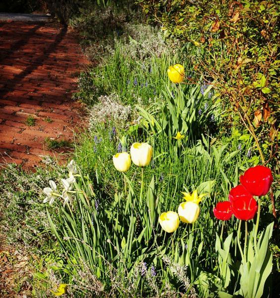 Open Garden Day