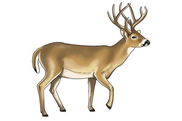 Pine Bush Pups: Oh Deer!