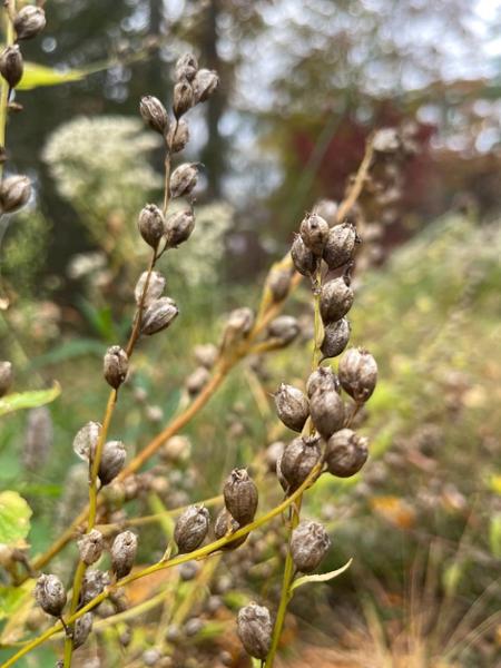 Re-Thinking Fall Clean-Up Garden Talk at the Beatrix Farrand Garden
