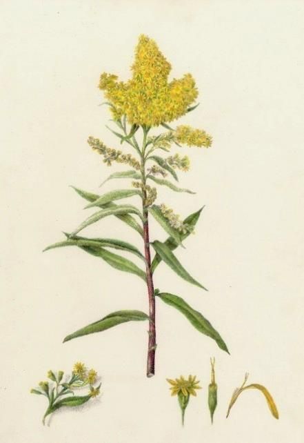 Gardens, Galleries & Goldenrod: Botanical Drawing with Wendy Hollender at Olana