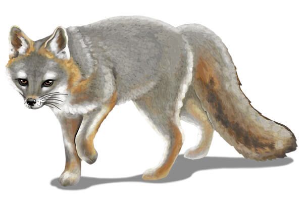 Fox Trot at Albany Pine Bush