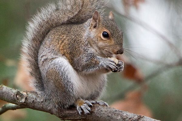 Pine Bush Pups: Nuts for Squirrels