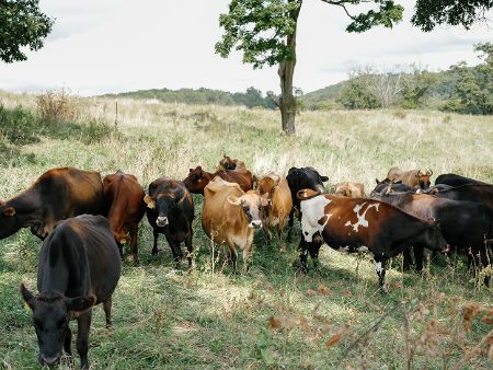 Stone Barns Center for Food & Agriculture  7